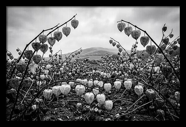 Chinese Lanterns In Monochrome