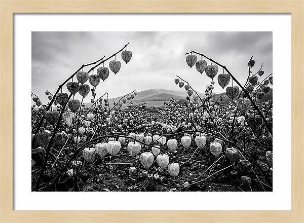 Chinese Lanterns In Monochrome