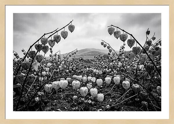 Chinese Lanterns In Monochrome