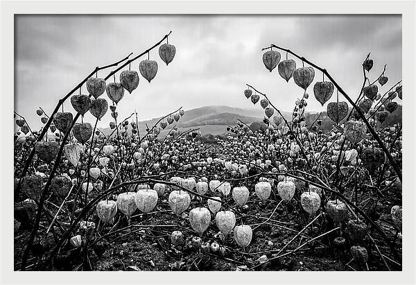 Chinese Lanterns In Monochrome