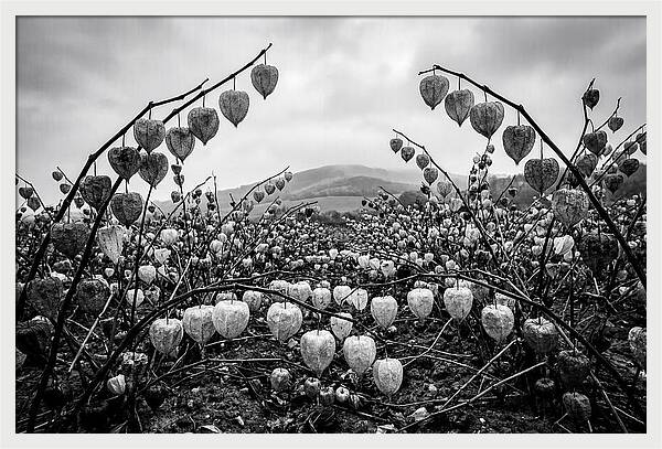 Chinese Lanterns In Monochrome