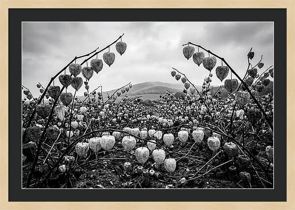 Chinese Lanterns In Monochrome