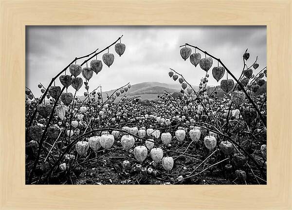 Chinese Lanterns In Monochrome