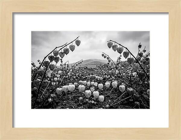 Chinese Lanterns In Monochrome