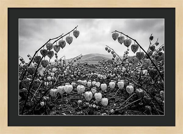 Chinese Lanterns In Monochrome