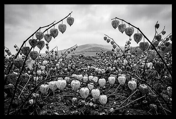 Chinese Lanterns In Monochrome