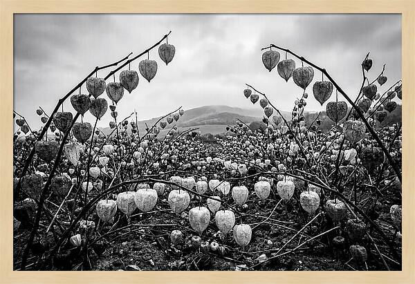 Chinese Lanterns In Monochrome