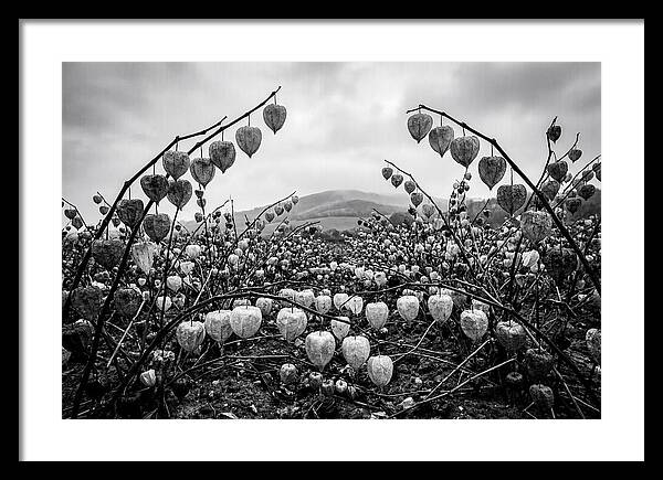 Chinese Lanterns In Monochrome