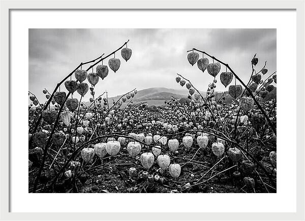 Chinese Lanterns In Monochrome
