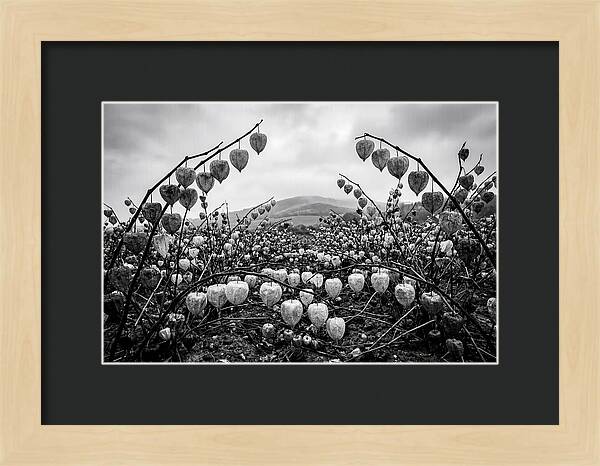 Chinese Lanterns In Monochrome