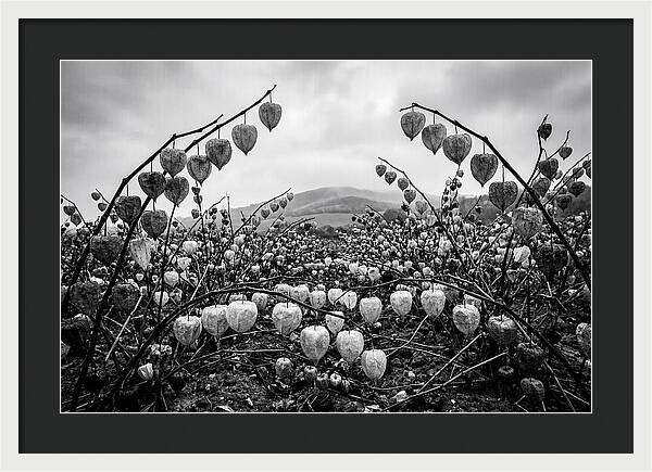 Chinese Lanterns In Monochrome