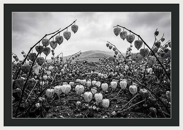 Chinese Lanterns In Monochrome