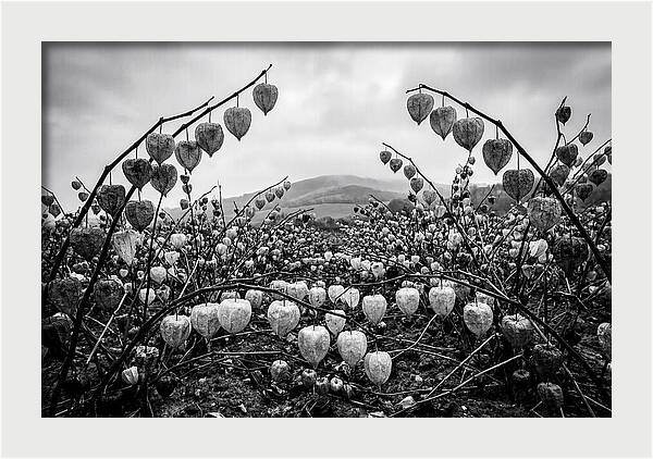 Chinese Lanterns In Monochrome