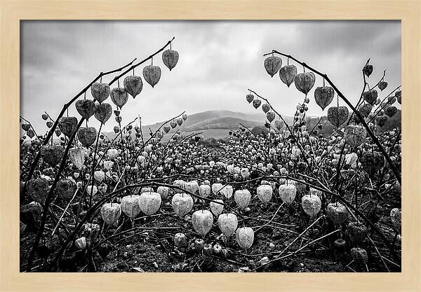 Chinese Lanterns In Monochrome