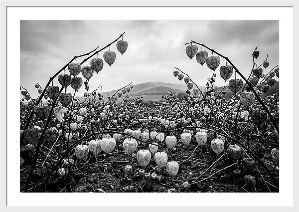 Chinese Lanterns In Monochrome