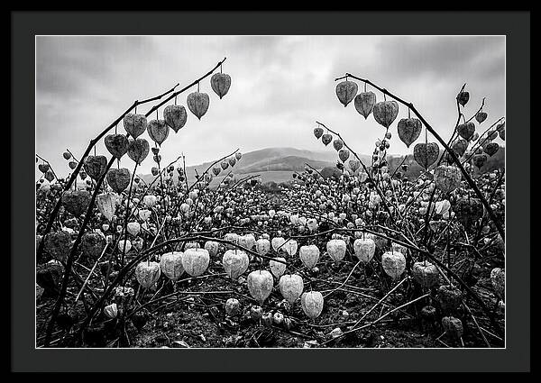 Chinese Lanterns In Monochrome