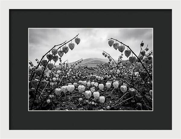 Chinese Lanterns In Monochrome