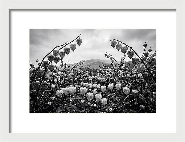 Chinese Lanterns In Monochrome