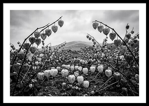 Chinese Lanterns In Monochrome