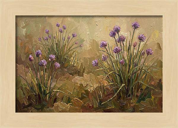 Chive Blossoms In Bloom