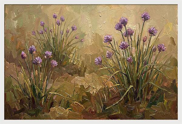Chive Blossoms In Bloom