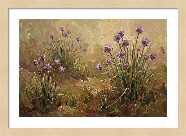 Chive Blossoms In Bloom