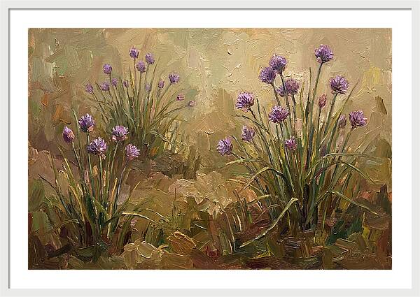 Chive Blossoms In Bloom