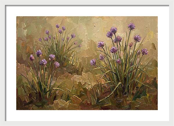 Chive Blossoms In Bloom