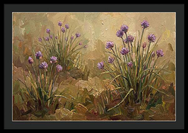 Chive Blossoms In Bloom