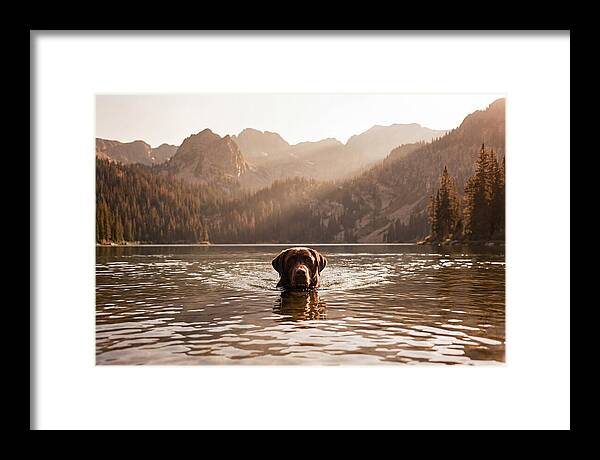 Chocolate Labrador Swimming In Mountain Lake