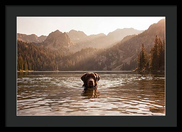 Chocolate Labrador Swimming In Mountain Lake