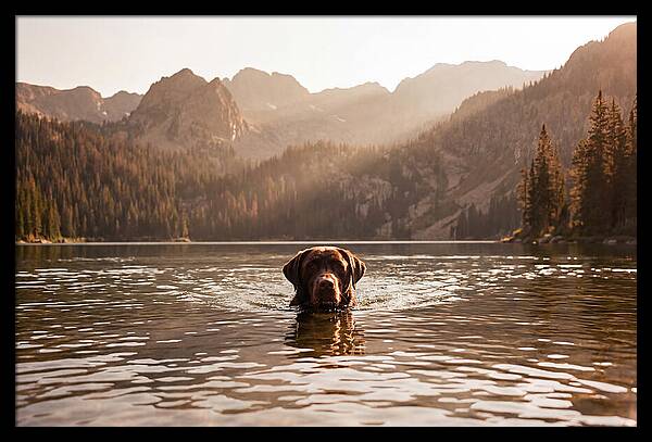 Chocolate Labrador Swimming In Mountain Lake