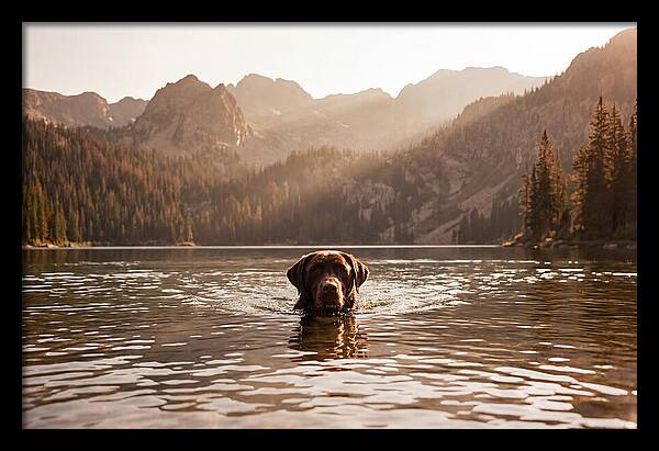 Chocolate Labrador Swimming In Mountain Lake