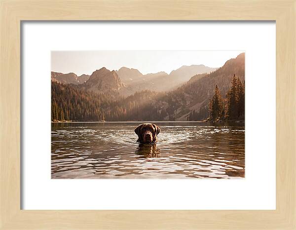 Chocolate Labrador Swimming In Mountain Lake