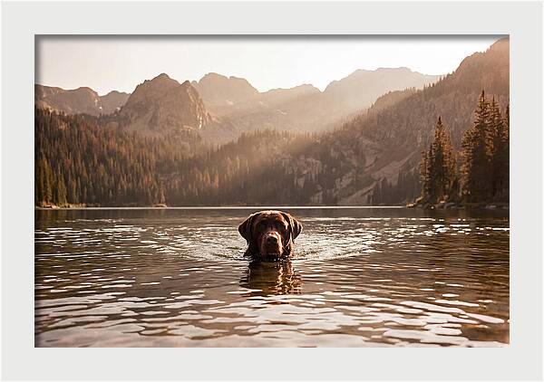 Chocolate Labrador Swimming In Mountain Lake