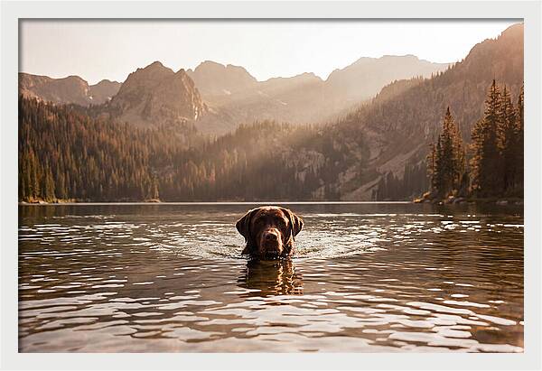Chocolate Labrador Swimming In Mountain Lake