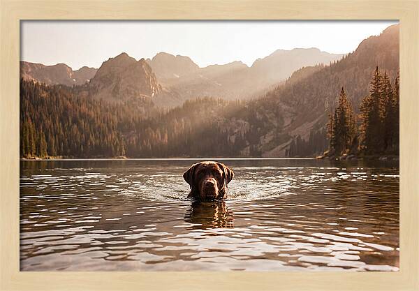 Chocolate Labrador Swimming In Mountain Lake