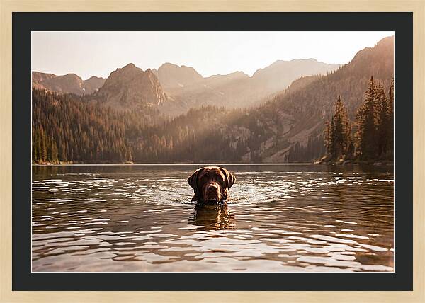 Chocolate Labrador Swimming In Mountain Lake