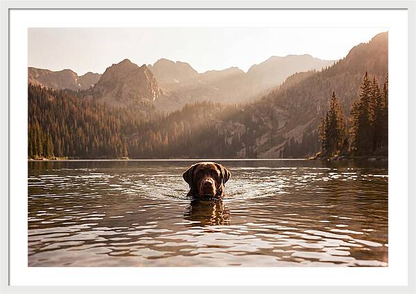 Chocolate Labrador Swimming In Mountain Lake