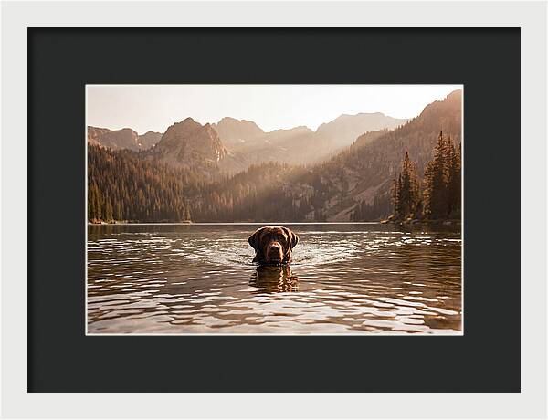 Chocolate Labrador Swimming In Mountain Lake