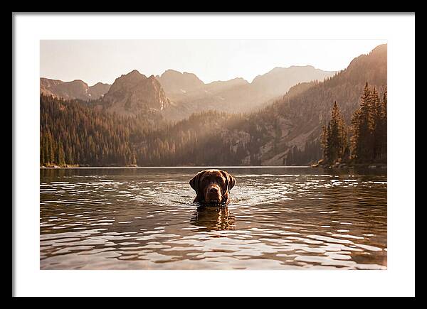 Chocolate Labrador Swimming In Mountain Lake