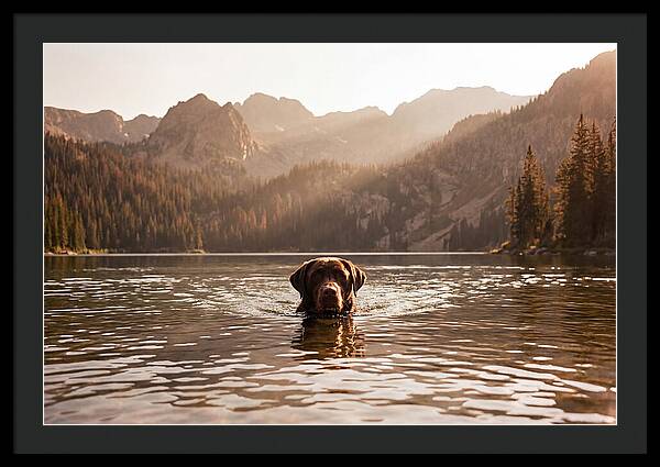 Chocolate Labrador Swimming In Mountain Lake