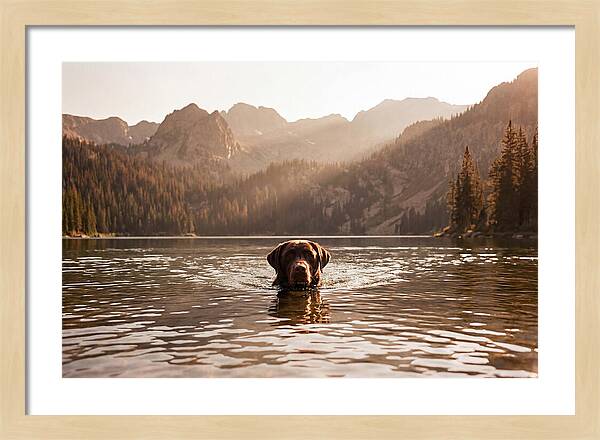 Chocolate Labrador Swimming In Mountain Lake