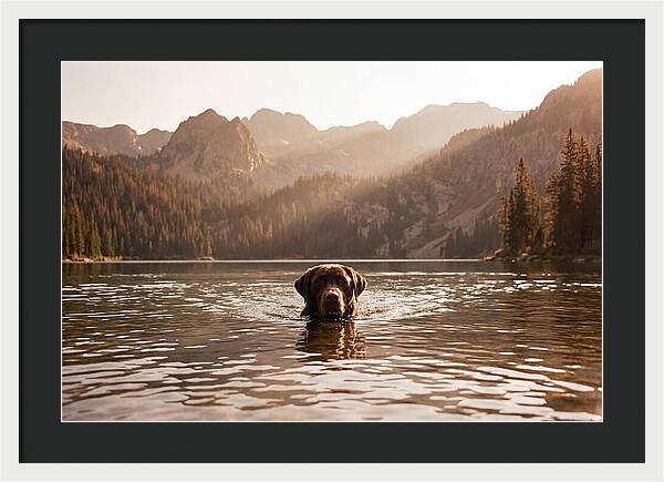 Chocolate Labrador Swimming In Mountain Lake