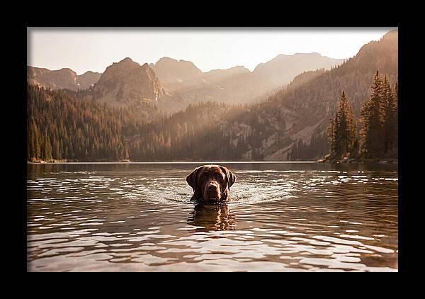 Chocolate Labrador Swimming In Mountain Lake