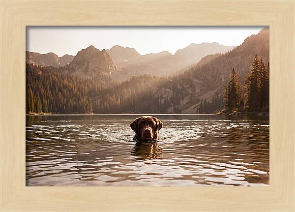 Chocolate Labrador Swimming In Mountain Lake