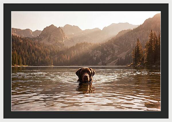 Chocolate Labrador Swimming In Mountain Lake