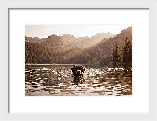 Chocolate Labrador Swimming In Mountain Lake