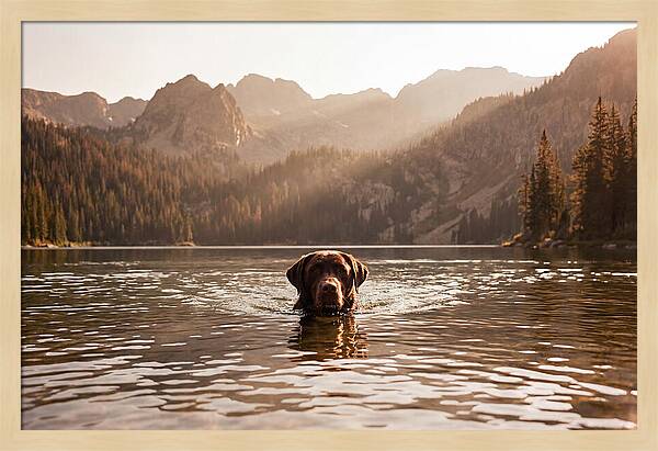 Chocolate Labrador Swimming In Mountain Lake