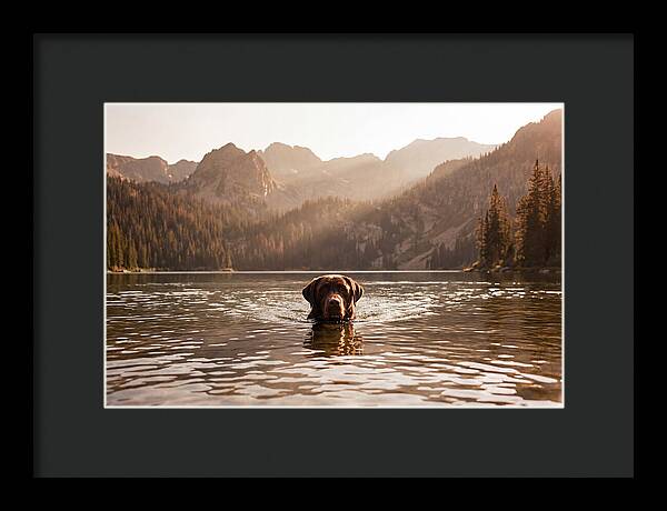 Chocolate Labrador Swimming In Mountain Lake